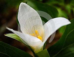 Trillium flower opening in early spring