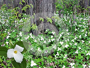 Trillium Flowers in a springtime forest in NYS Fingerlakes