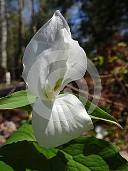 Trillium Flower Unfolds