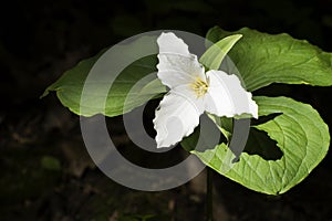 Trillium on Forest Floor