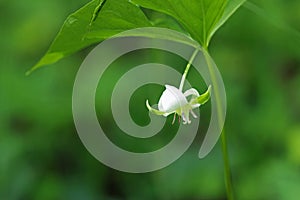 Trillium grandiflorum