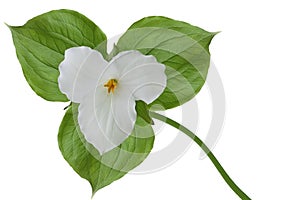 Trillium grandiflorum