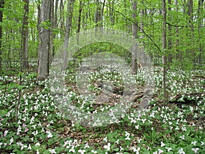 Trillium grandiflorum