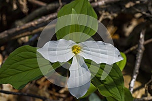 Trillium Grandiflorum