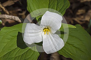 Trillium Grandiflorum