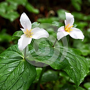 Trillium grandiflorum or white trulluims blooming photo