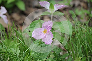 Trillium grandiflorum (Pink)