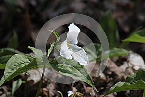 Trillium grandiflorum White