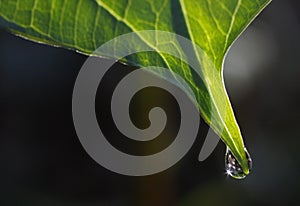 Trillium Leaf with Dewdrop