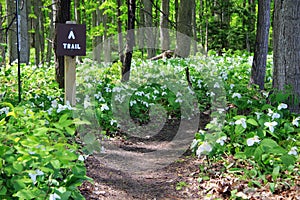 Trillium Lined Hiking Trail photo