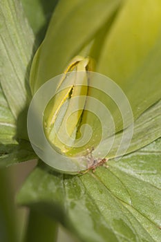 Trillium luteum flowering in a garden, close up shot