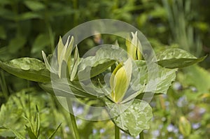 Trillium luteum flowering in a garden, close up shot