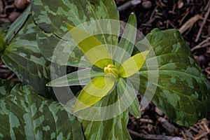 Trillium luteum or yellow trillium on an overcast day. photo