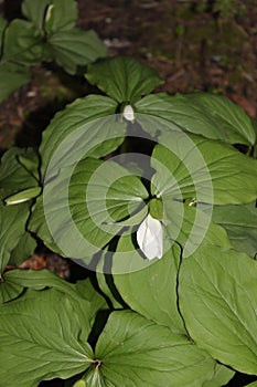 Trillium photo