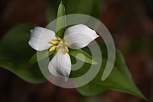 Trillium Ovatum