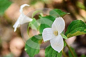 Trillium Pair