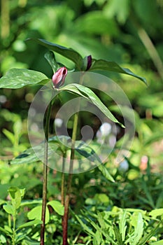 Trillium pair
