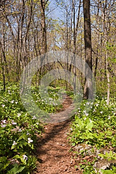 Trillium plants line the Appalachian trail