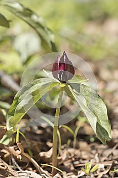 Trillium sessile flower in the woods