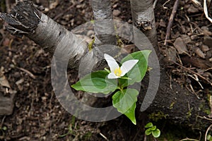 Trillium white forest floor flower photo