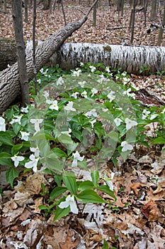 Trillium Wildflowers In Vertical Orientation