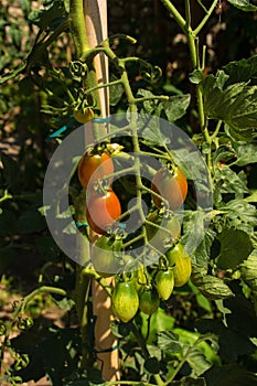 Trilly Tomato Plant