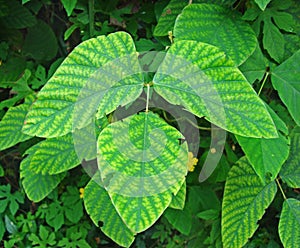 Trilobed leaf on tropical rainforest