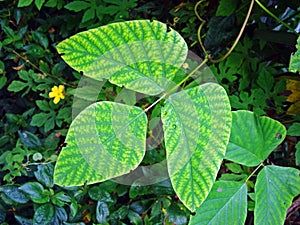 Trilobed leaf on tropical rainforest, Rio