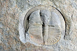 Trilobite photo