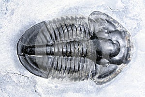 Trilobite photo