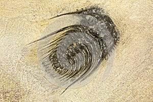 Trilobite