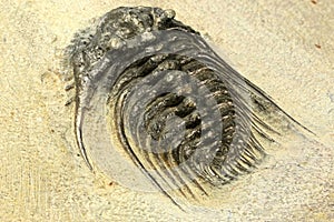 Trilobite