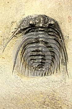 Trilobite