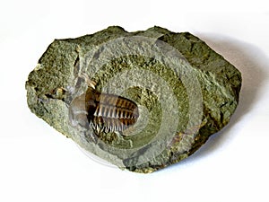 Trilobite photo