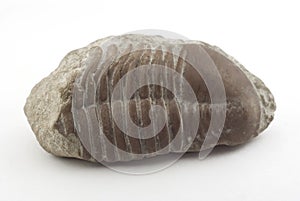 Trilobite photo