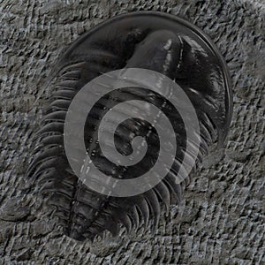 Trilobite