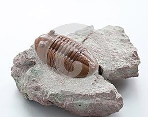 A trilobite Asaphus on a white background, ordovician period. photo