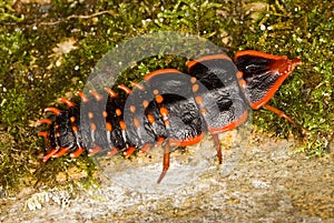 Trilobite beetle photo