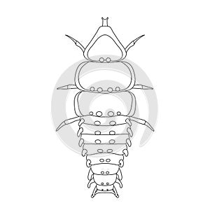 Trilobite beetle Duliticola Platerodrilus. Sketch