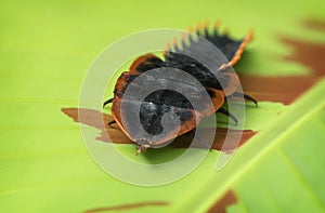 Trilobite beetle on leaf.