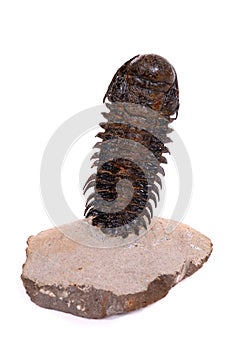 Trilobite crotalocephalus
