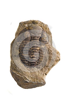 Trilobite fossil. photo