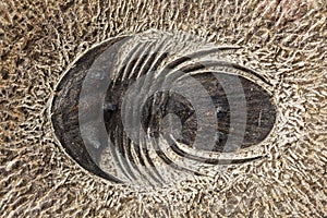 Trilobite Fossil photo