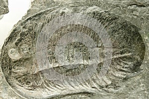 Trilobite Fossil