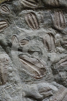 Trilobite fossil photo