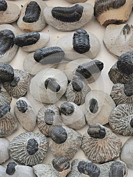 trilobite fossil collection