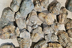 trilobite fossil collection