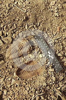 Trilobite fossil find and print on ground in cambrian rocky sediments