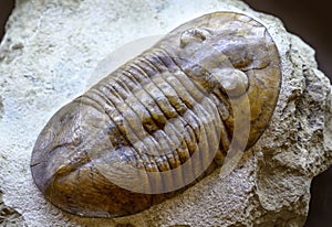 Trilobite fossil on stone, prehistoric extinct animal lived in Cambrian and Silurian seas