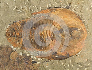 trilobite fossil texture